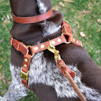 Connected Control Harness // Tan (Small Dog)