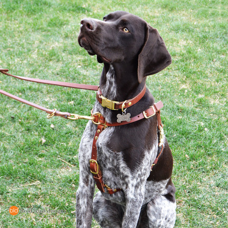 Connected Control Harness // Tan (Small Dog)