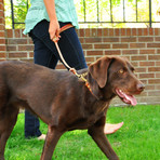 Martingale Collar // Tan (Small Dog)