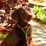 Martingale Collar // Tan (Small Dog)