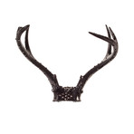 Deer Antler Skull // Black Out