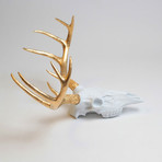 The Faux Deer Skull (Gold + White)