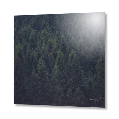 Deep In The Woods // Aluminum Print (16"L x 16"H)