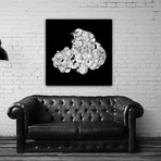 Cellular Cloud // Black // Multiplied (36"L x 36"W)