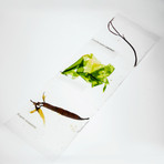 Seaweed Science Kit