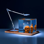 Isolate Original Skull Edition // Orange