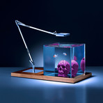 Isolate Original Skull Edition // Purple