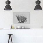 Raccoon I // Black + White