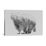 Raccoon I // Black + White