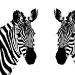 Zebra Love (30"W x 24"H x 1.5"D)