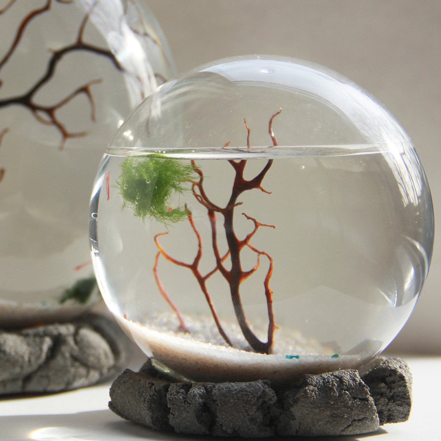 shrimp in glass orb - enclosed shrimp ecosystem