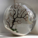 Living Shrimp Orb // Large (Concrete Base)