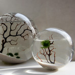 Living Shrimp Orb // Large (Concrete Base)