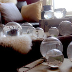 Living Shrimp Orb // Large (Concrete Base)