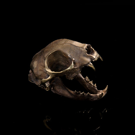 Bobcat Skull Sculpture
