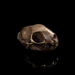 Bobcat Skull Sculpture