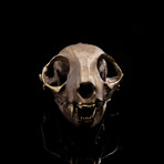 Bobcat Skull Sculpture