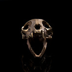 Bobcat Skull Sculpture