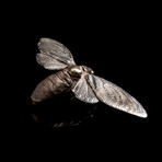 Cicada Sculpture // Open Wing