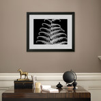 Jim Christensen // Fern III