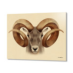 Bighorn (24"W x 16"H x 1.5"D // Stretched Canvas)