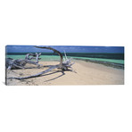 Driftwood On The Beach, Australia (36"W x 12"H x 0.75"D)