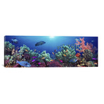 School of fish swimming near a reef, Indo-Pacific Ocean // Panoramic Images (36"W x 12"H x 0.75"D)
