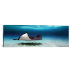 Southern Stingray, North Sound, Grand Cayman, Cayman Islands // Panoramic Images (36"W x 12"H x 0.75"D)