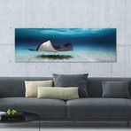 Southern Stingray, North Sound, Grand Cayman, Cayman Islands // Panoramic Images (60"W x 20"H x 0.75"D)