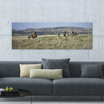Wild Mustang Herd, Black Hills Wild Horse Sanctuary, Hot Springs, Fall River County, South Dakota, USA by Panoramic Images (60"W x 20"H x 0.75"D)