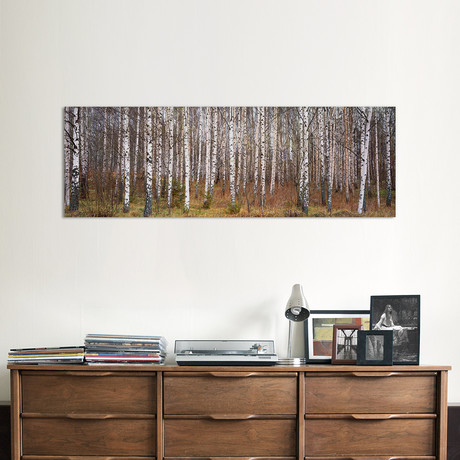 Silver Birch Trees in a Forest, Narke, Sweden // Panoramic Images (36"W x 12"H x 0.75"D)