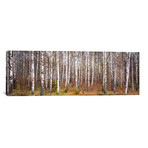 Silver Birch Trees in a Forest, Narke, Sweden // Panoramic Images (36"W x 12"H x 0.75"D)