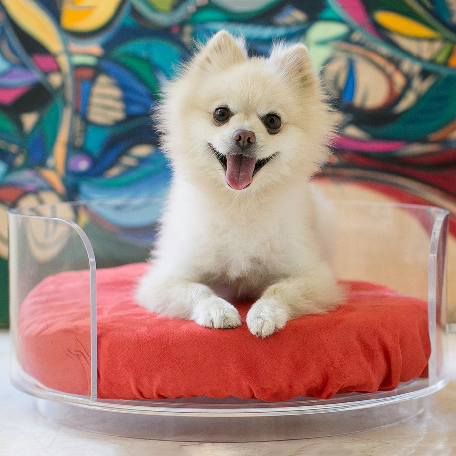 Pet Lounge Studio First Class Pet Furniture Touch Of Modern pet-lounge-studio-first-class-pet-furniture-touch-of-modern