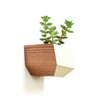 Sidecar // Walnut + White