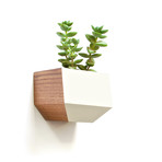 Sidecar // Walnut + White