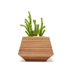 Boxcar Single // Walnut