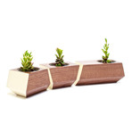 Boxcar // Walnut + Bone White