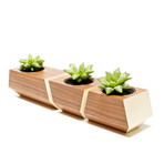 Boxcar // Walnut + Bone White