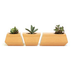 Douglas Fir Boxcar Planter // White