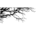 Tree Top Branches (100"W x 44"H)