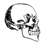 Skull Profile (40"W x 42"H)