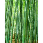 Bamboo Forest (90"W x 60"H)