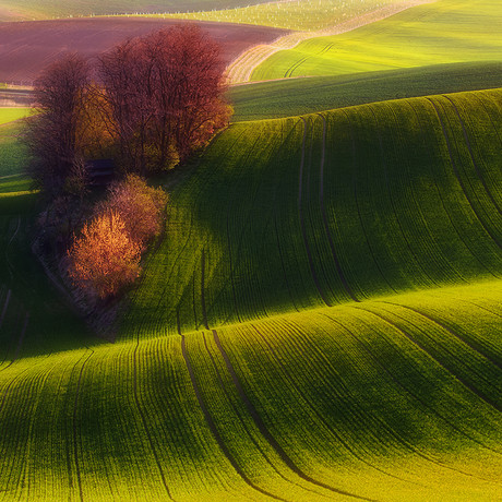 Piotr Krol // Green Fields