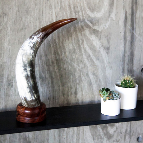 Ankole Horn  // Round Base