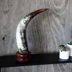 Ankole Horn  // Round Base