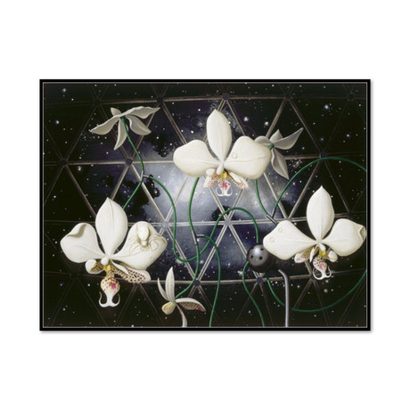 Biosphere: Orchids (20.25"W x 15.34"H x 2"D)