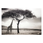 Piet Flour // Under The African Sun