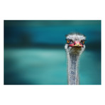 Piet Flour // Ostrich Protecting Two Poor Chicken From the Wind