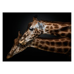 Pedro Jarque // We Will Survive