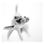 Paul // I'm Ready For My Close Up